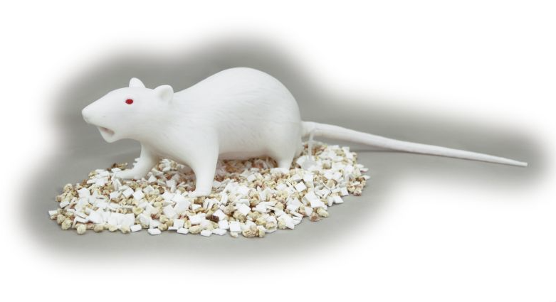 NATSUME RAT MODEL FOR TRAINING